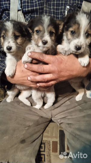 Фокстерьер