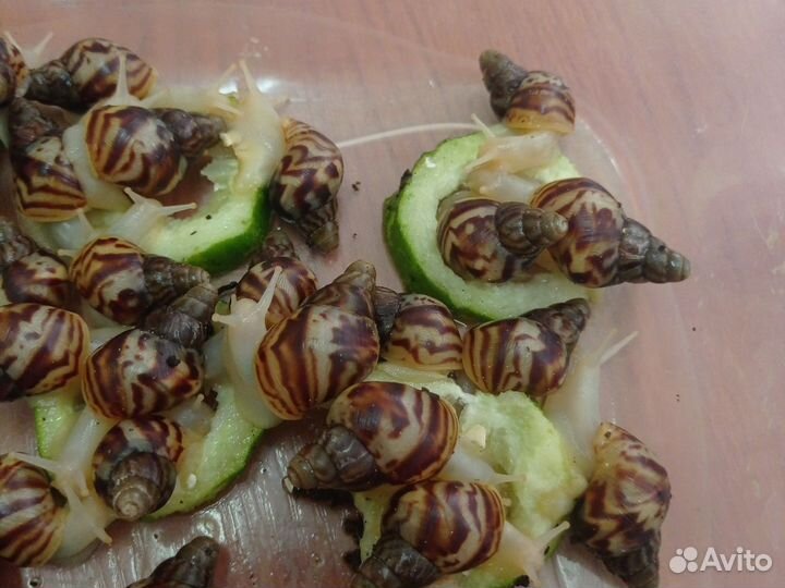 Улитки Ахатины бесплатно