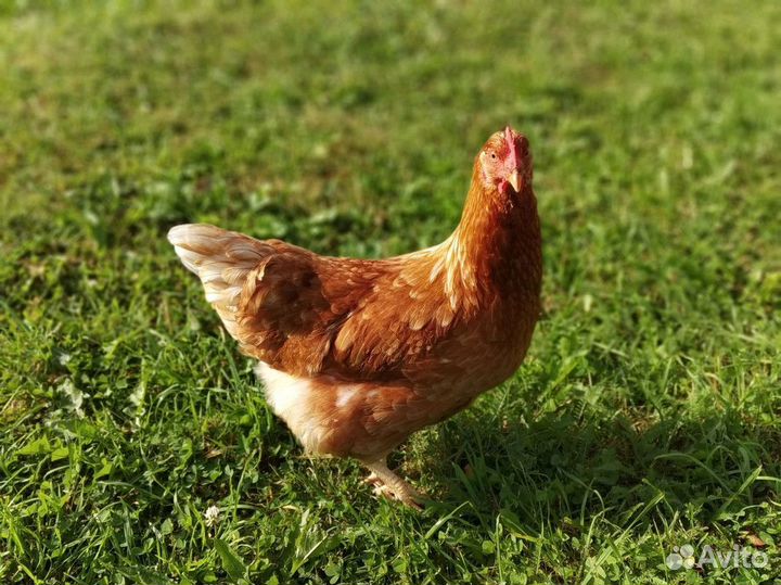 Несушки на дом