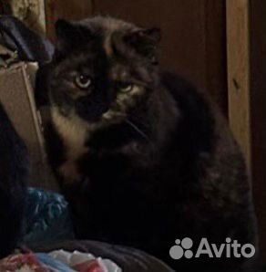 Кошки в добрые руки