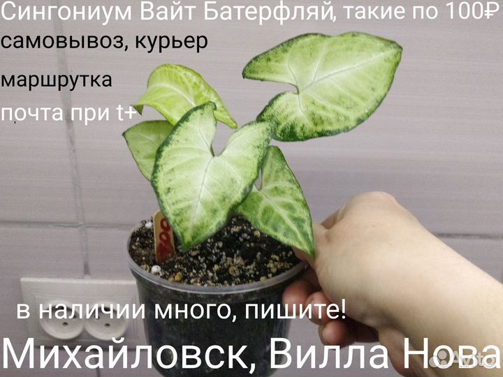 Сингониум Вайт Баттерфляй (Белая Бабочка)
