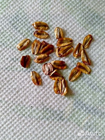 Секвойядендрон гигантеум (Мамонтово дерево)