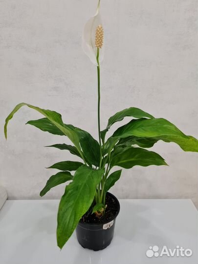Спатифиллум