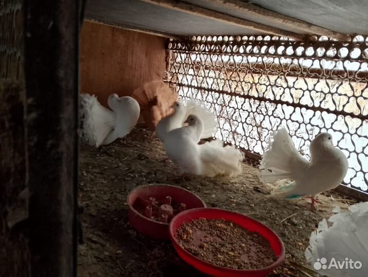 Голуби павлины