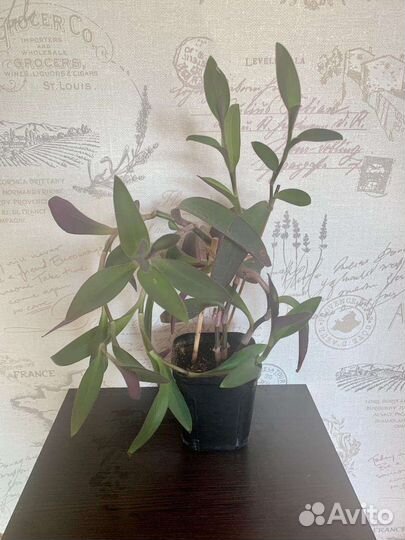 Цветы и растения для дома