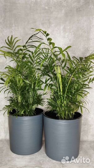 Пальма Хамедорея