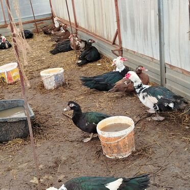 Домашняя птица и помесные кролики