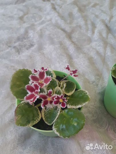 Цветущие фиалки