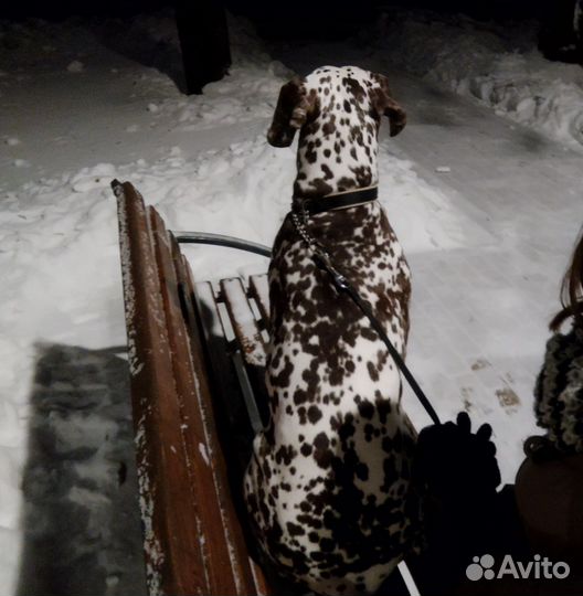 Выгул собак, передержка животных