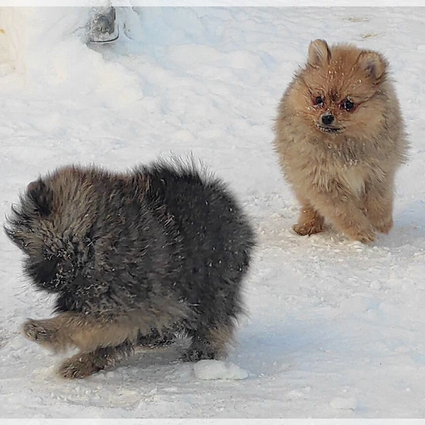 Померанский шпиц