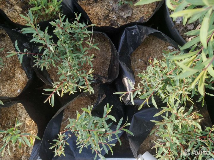 Ива пурпурная нана