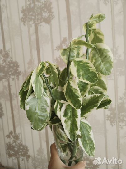 Педилантус