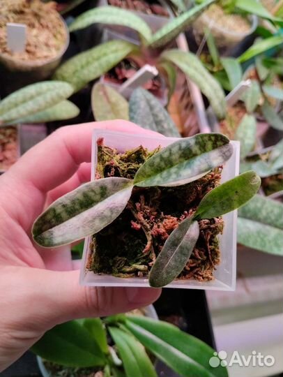 Орхидея Paphiopedilum vietnamense