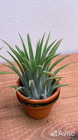 Тилландсия иоанта