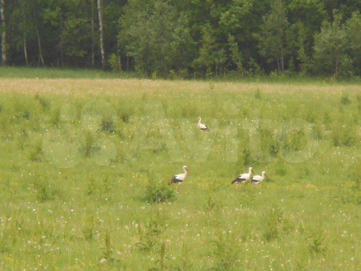 Участок 62,5 га (СНТ, ДНП)