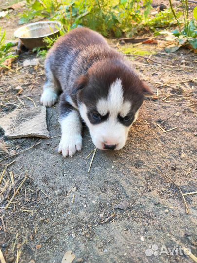 Щенки хаски
