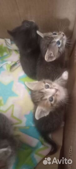 Котята в дар
