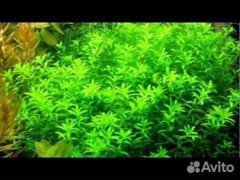 Хемиантус микронтемоидес.рыбки.грунт.Аквариумы