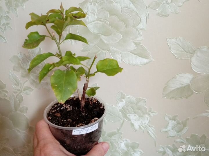 Продам бугенвиллию