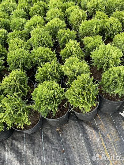 Туя шаровидная даника