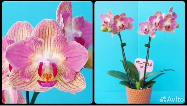 Орхидея Бабочка разные Green World Snakeskin