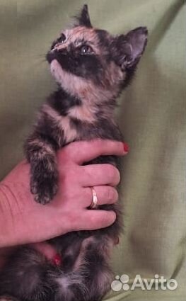 Мася в добрые руки