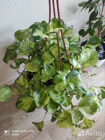 Эпипремнум Marble Apple