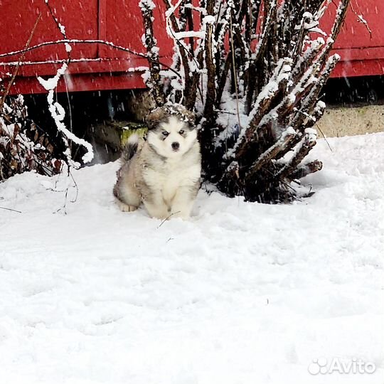 Щенки мамы сибирской хаски и папы маламута