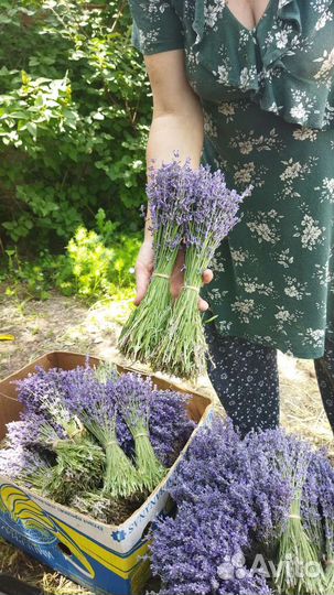 Лаванда крымская