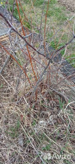 Вишня и слива от 20 до 90 см