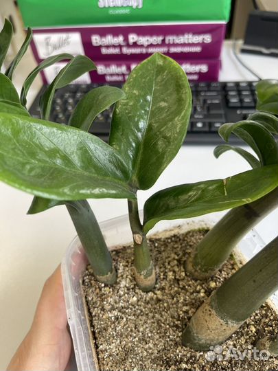 Замиокулькас зензи