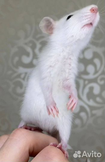 Питомник. Дамбо крысы, крысята, крыса