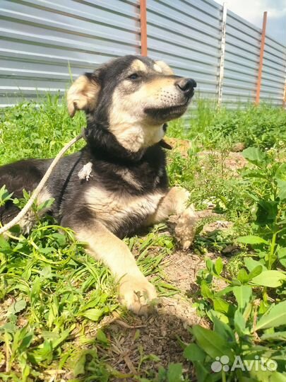 Собаки бесплатно в добрые руки щенки