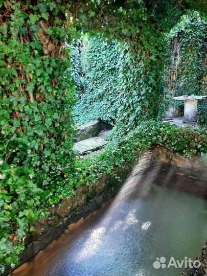 Плющ морозостойкий, черенки с корнями