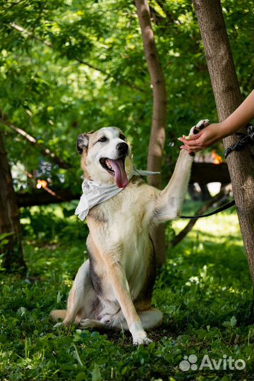 Собака Майор из приюта