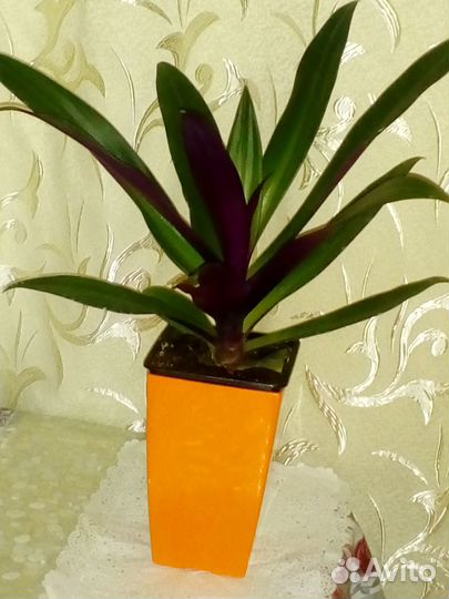 Комнатные растения цветы