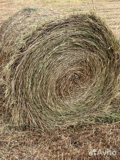 Сено зеленое с доставкой