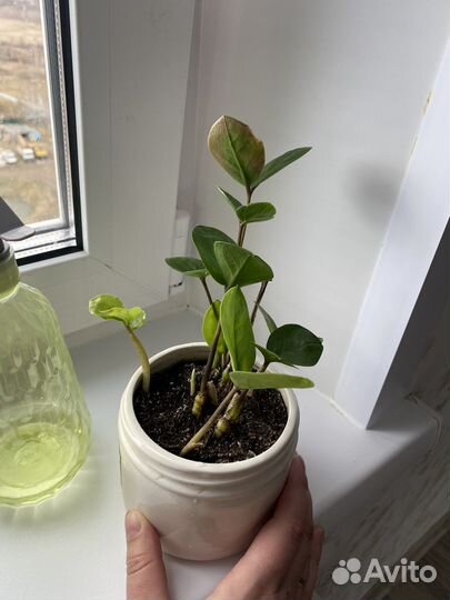 Комнатные растения