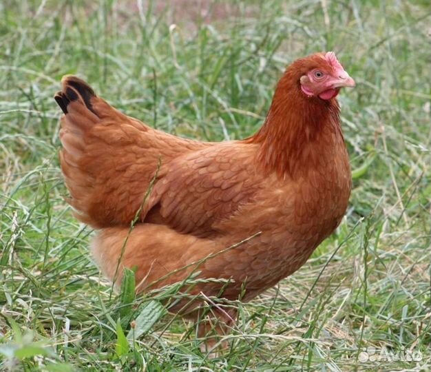 Продаются куры