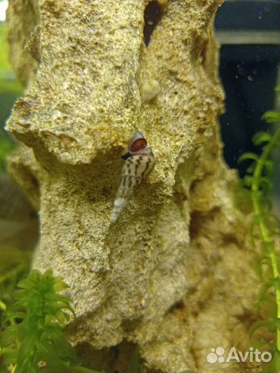 Улитки Мелания