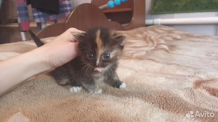 Британские котята