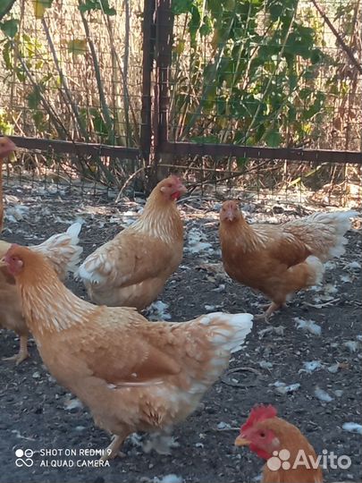 Куры мини мясная палевая