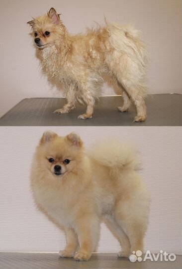 Стрижка животных. Косулино, Верхнее Дуброво