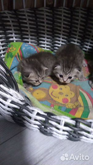 Шотландская