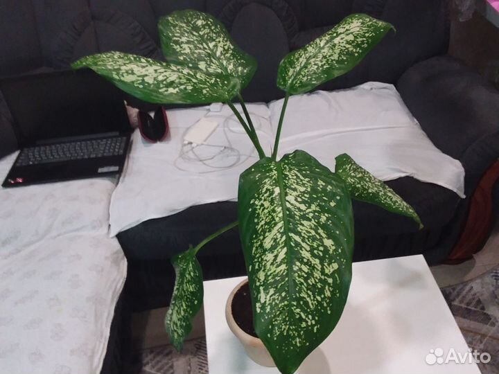 Диффенбахия