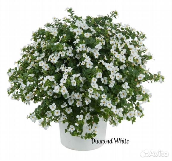 Бакопа вегетативная