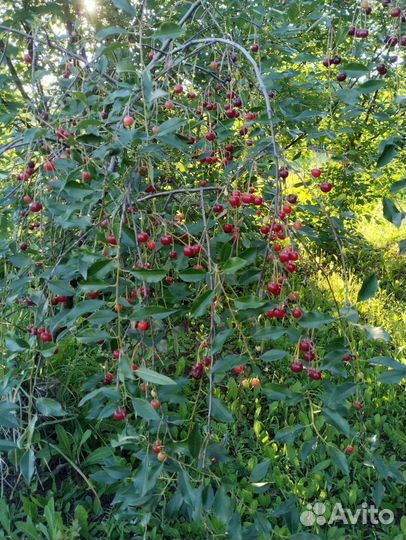 Вишня местная