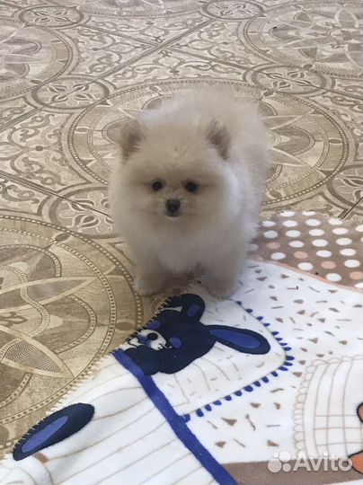 Да чего же хороши наши крохи-малыши