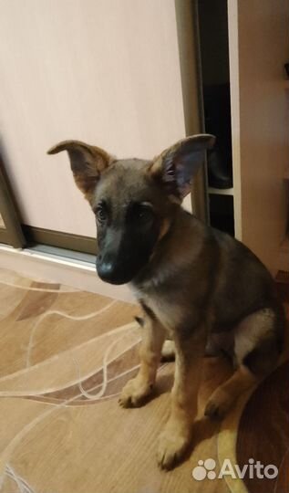 Немецкая овчарка бесплатно