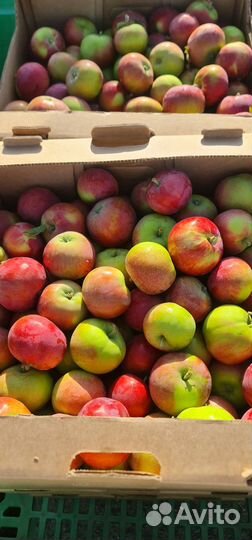 Яблоко Женева